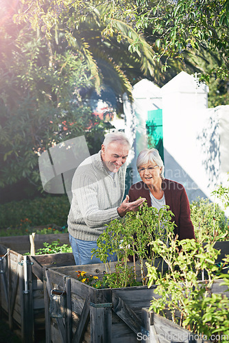 Image of Old couple gardening in backyard, plants and happiness outdoor with nature and sustainability. Elderly man with woman together in garden during retirement, eco friendly with botany and environment