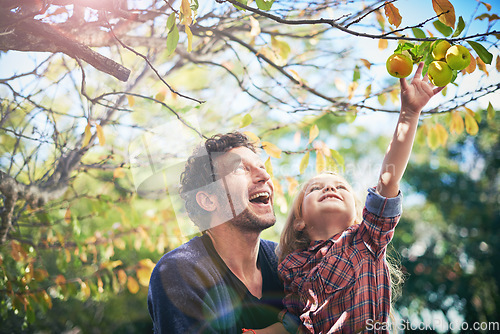 Image of Father with girl child picking from apple tree in garden, happy outdoor with love and family together in orchard. Man spending quality time with young daughter on farm, fruit and happiness in nature