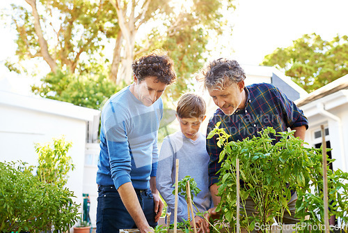 Image of Family, generations and helping in garden in backyard with grandfather, father and child with nature and plants. Bonding, love and care for men or boy outdoor with green fingers and gardening at home