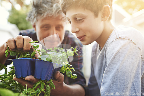 Image of Senior man teaching child about plants in his garden for agriculture, sustainability or gardening. Nature, bonding and elderly male person checking herb leaves with boy kid in backyard at his home.