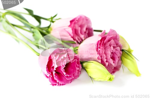 Image of Isolated pink flowers