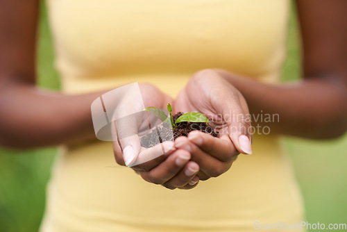 Image of Soil in hands of woman, leaves and ecology with growth of environment, nature and sustainability with life. Seedling, development and eco friendly, hope and new beginning or start with agriculture