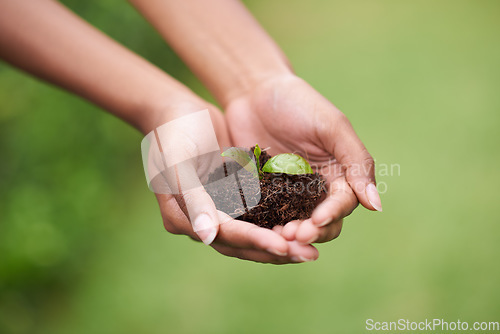 Image of Soil in hands of woman, plant and ecology with growth of environment, nature and sustainability with life. Leaves, development and eco friendly, hope and new beginning or start with agriculture