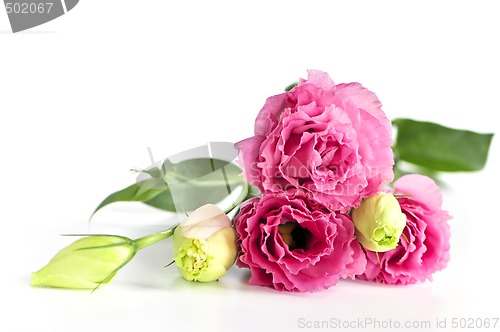 Image of Isolated pink flowers