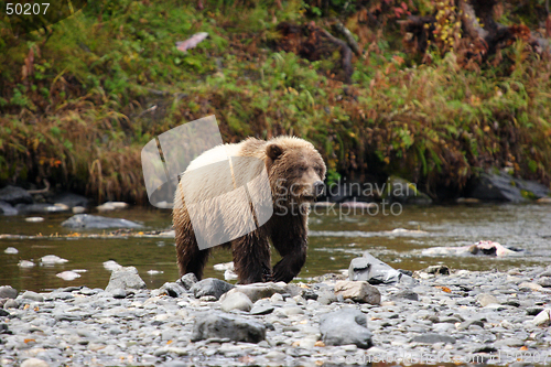 Image of Bear approach