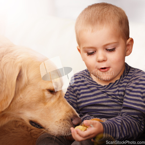 Image of Golden retriever, child and feeding of a dog food from hand for love, care and development. Happy kid and calm animal pet eating and playing as friends with trust in a family home for wellness