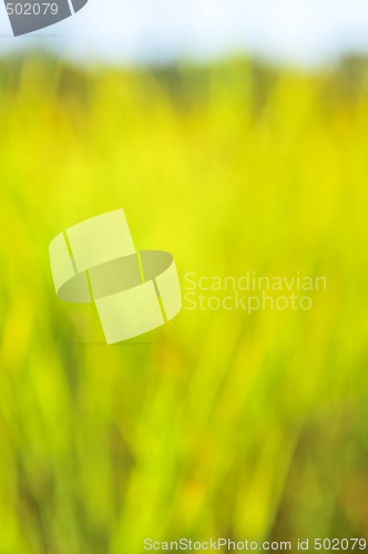 Image of Green background