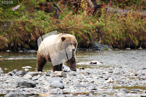 Image of Bear approach