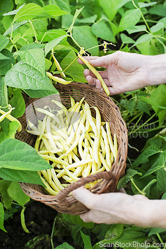 Image of Yellow wax beans
