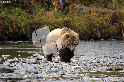 Image of Bear approach