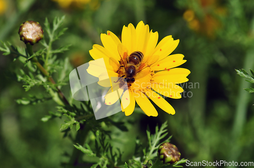 Image of bee on wildflower