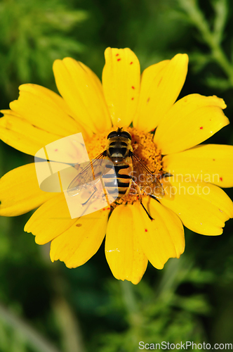 Image of bee wings with pollen grains