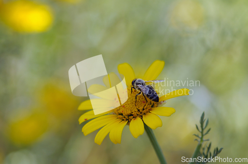 Image of bee on yellow flower