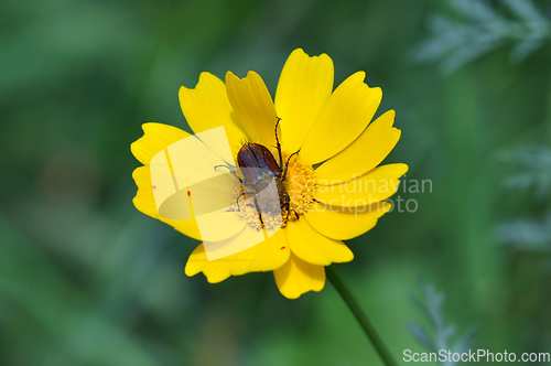 Image of beetle on yellow flower
