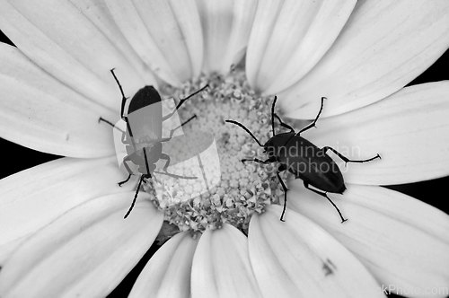 Image of two beetles on a flower