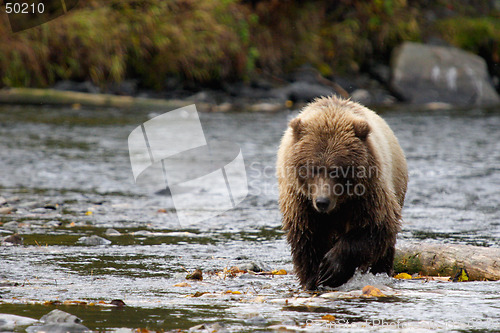 Image of Bear approach