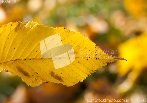 Image of autumn nature