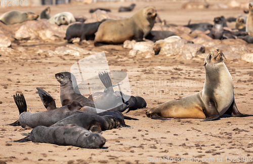 Image of colony of brown seal in Cape Cross, Namibia