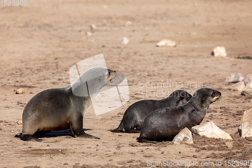 Image of colony of brown seal in Cape Cross, Namibia