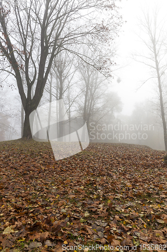 Image of Park with trees