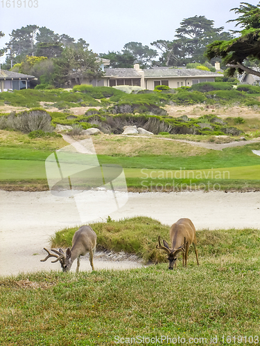 Image of idyllic coastal scenery in California