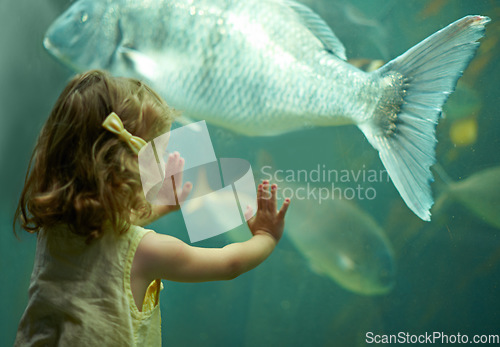 Image of Girl, aquarium and kid looking at fish for learning, curiosity and knowledge, development and nature. Education, fishtank and child watching marine life or animals swim underwater in oceanarium.