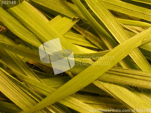 Image of grass