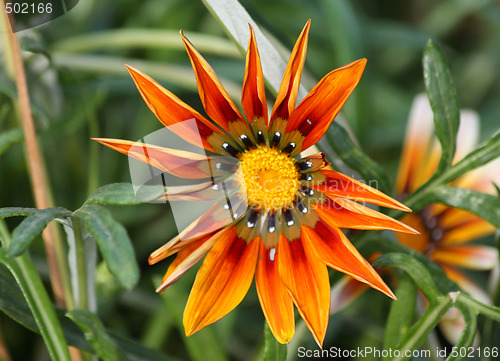 Image of Gazania