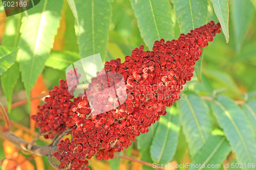 Image of Red sumac