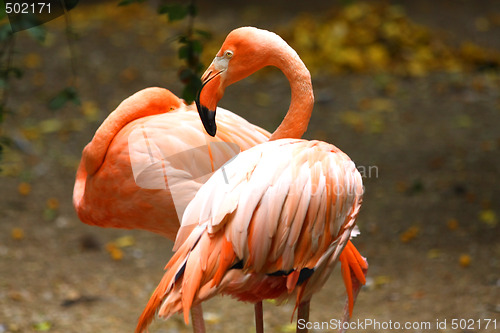 Image of Flamingo