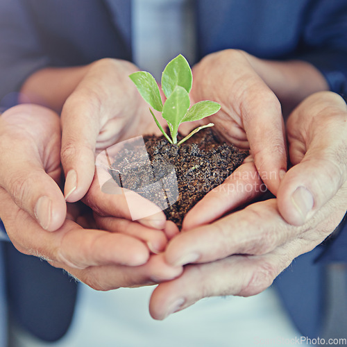 Image of Hands, group and business with plant, growth or together for support, helping hand or closeup for sustainability. Team, people and seedling in soil, solidarity or teamwork for development at startup