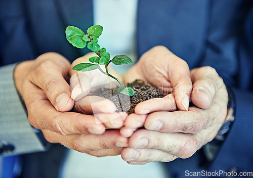 Image of Hands, business people or team with plant, seedling or together for support, helping hand and trust in office. Men, women and sustainable startup with soil, solidarity and teamwork for development