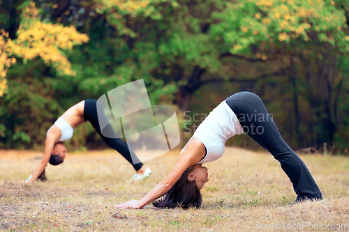 Image of Women, yoga stretching and downward dog in a outdoor park for pilates and fitness. Health, wellness and balance stretch of female friends in nature on grass feeling relax from body care and sport