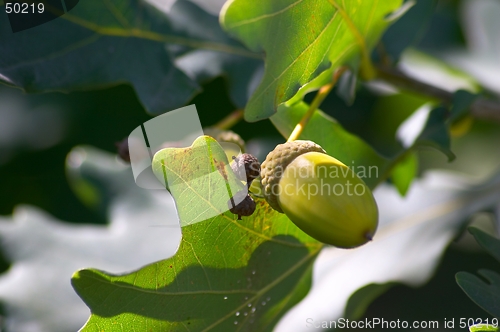 Image of Acorn