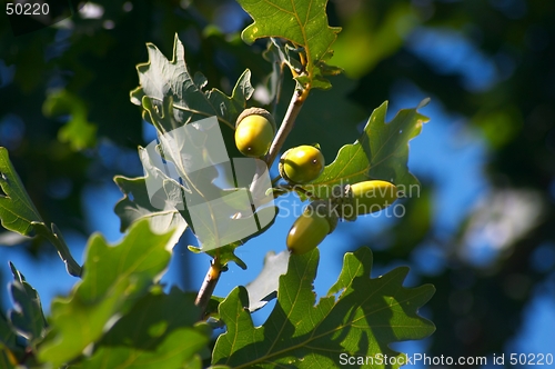 Image of Acorns