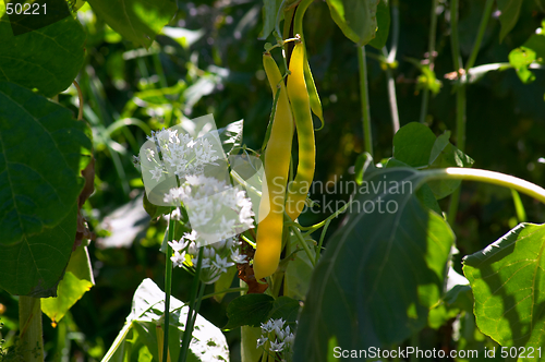 Image of Haricot bean