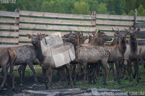 Image of marals on farm in Altay
