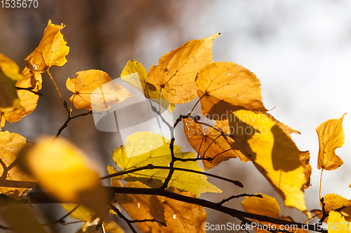 Image of autumn yellow foliage