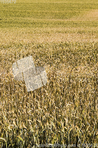 Image of yellowing wheat in summer
