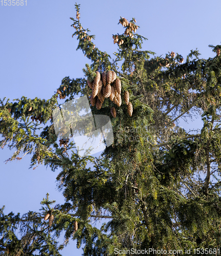 Image of green needles on the fir