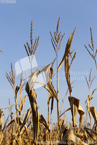 Image of dry dark yellow corn