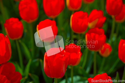 Image of colorful tulips field