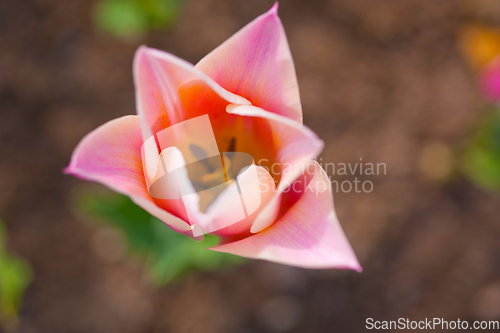 Image of colorful tulips field