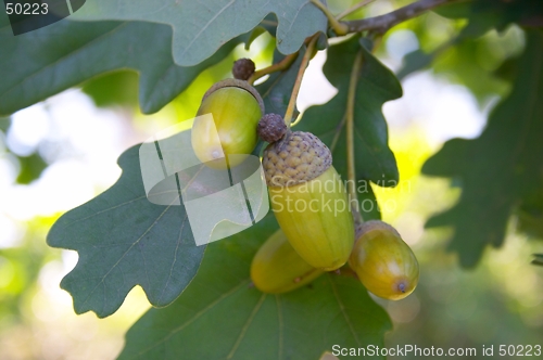 Image of Acorns