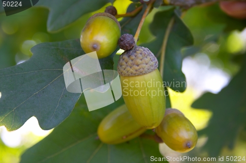 Image of Acorns