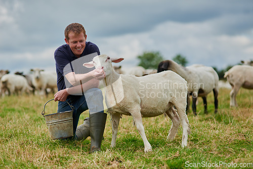 Image of Farm, sheep and feeding with man in field for agriculture, sustainability and animal care. Labor, ecology and summer with male farmer in countryside meadow for cattle, livestock and lamb pasture