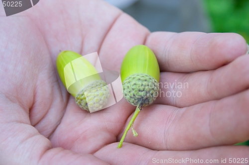 Image of Acorns on the palm