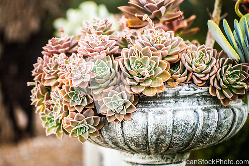 Image of Nature, plant and backyard with succulent in garden for texture, environment and growth. Grow, green and spring with cactus flowers arrangement for horticulture, ecology and closeup leaf decoration