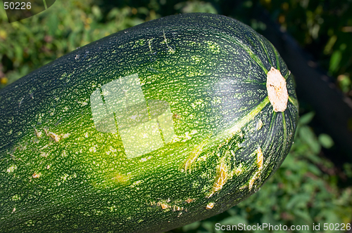 Image of Zucchini