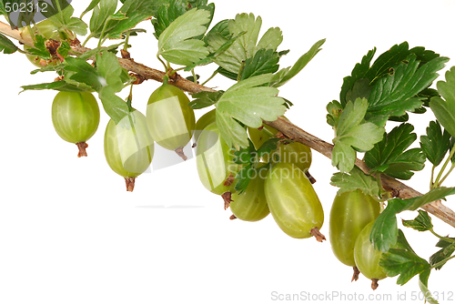 Image of Gooseberry